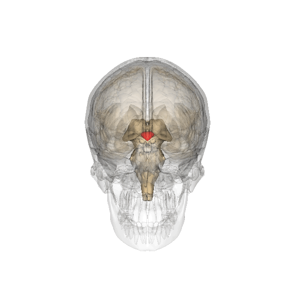 hypothalamus
